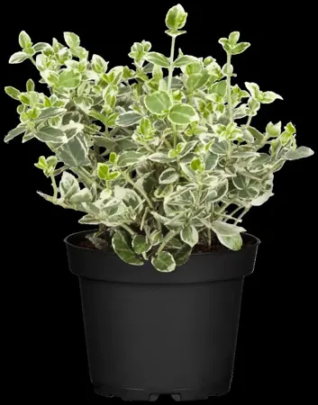 Euonymus fort. 'Emerald Green' - 3 Ltr pot - image 4