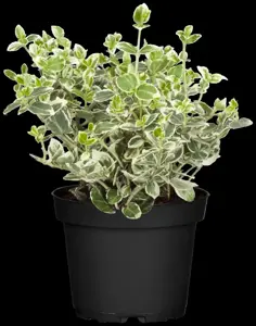 Euonymus fort. 'Emerald Green' - 3 Ltr pot - image 4
