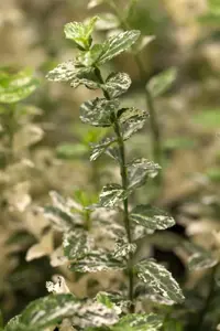 Euonymus fort. 'Harlequin' - 5 Ltr pot - image 2