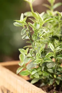 Euonymus fort. 'Harlequin' - 40-50 CM C10 - image 5