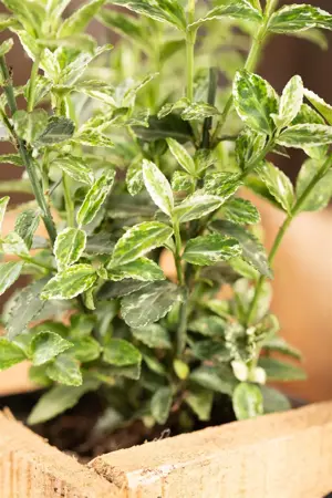 Euonymus fort. 'Harlequin' - 5 Ltr pot - image 4