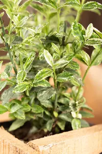 Euonymus fort. 'Harlequin' - 10 Ltr pot - image 3