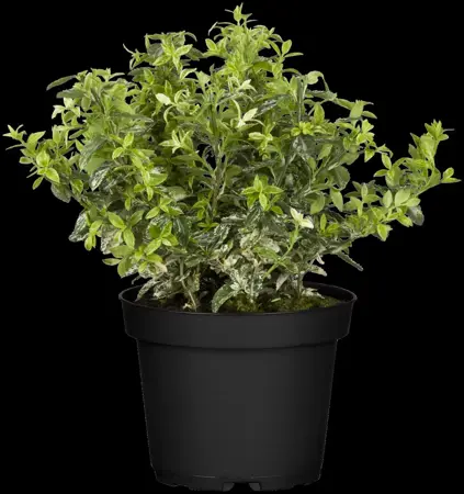 Euonymus fort. 'Harlequin' - 5 Ltr pot - image 3