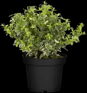 Euonymus fort. 'Harlequin' - 5 Ltr pot - image 3