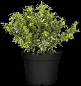 Euonymus fort. 'Harlequin' - 25-30 CM C3 - image 3