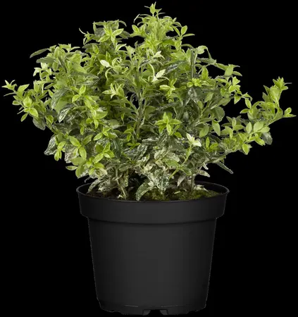 Euonymus fort. 'Harlequin' - 2.5 Ltr pot - image 3