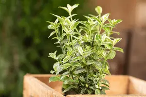 Euonymus fort. 'Harlequin' - 40-50 CM C10 - image 4