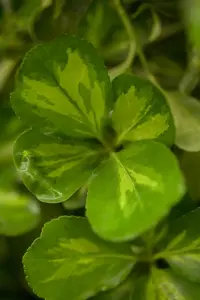 Euonymus fort. 'Interbolwi' - P9