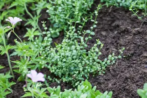 Euonymus fort. 'Minimus' - P9 - image 4