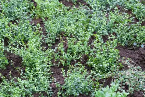 Euonymus fort. 'Minimus' - P9 - image 5