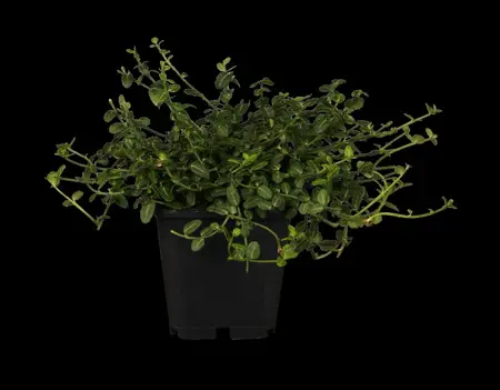 Euonymus fort. 'Minimus' - 2 Ltr pot - image 2