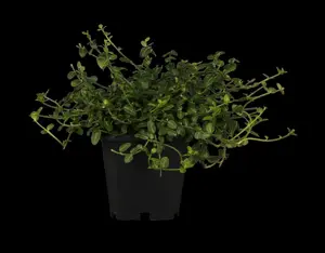 Euonymus fort. 'Minimus' - P9 - image 2
