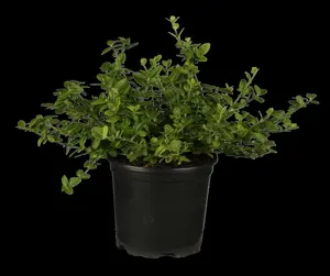Euonymus fort. 'Minimus'