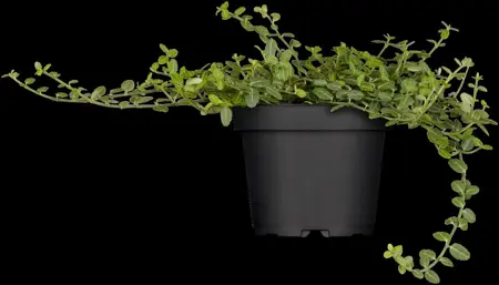 Euonymus fort. 'Minimus' - P9 - image 3