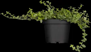 Euonymus fort. 'Minimus' - P9 - image 3