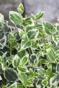 Euonymus fort. 'Silver Queen' - P9 - image 1