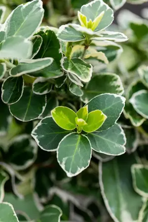 Euonymus fort. 'Silver Queen' - 2 Ltr pot - image 4