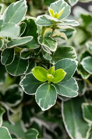 Euonymus fort. 'Silver Queen' - P10.5 - image 3