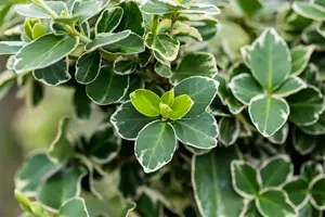 Euonymus fort. 'Silver Queen' - 30-40 CM C7.5 - image 3