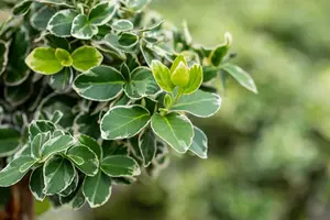 Euonymus fort. 'Silver Queen' - 30-40 CM C7.5 - image 2