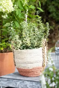 Euonymus fort. 'Silverstone' - P9 - image 2