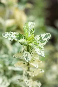 Euonymus fort. 'Silverstone' - P9 - image 4