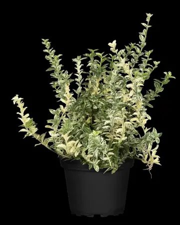 Euonymus fort. 'Silverstone' - P9 - image 1