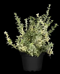 Euonymus fort. 'Silverstone'