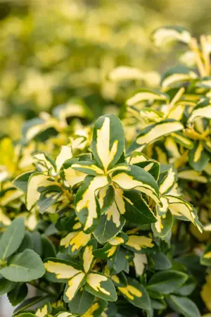 Euonymus fort. 'Sunspot' - 2 Ltr pot - image 2