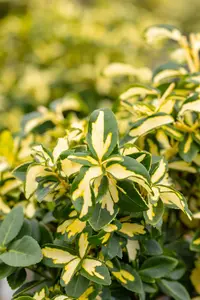 Euonymus fort. 'Sunspot' - 1.5 Ltr pot - image 2