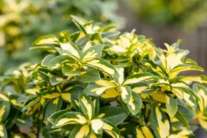 Euonymus fort. 'Sunspot' - 2 Ltr pot - image 3