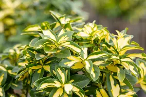 Euonymus fort. 'Sunspot'