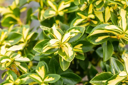 Euonymus fort. 'Sunspot' - 1.5 Ltr pot - image 3