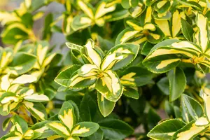 Euonymus fort. 'Sunspot' - 1.5 Ltr pot - image 3