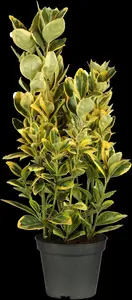Euonymus fortunei
