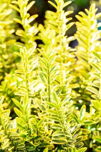 Euonymus j. 'Micro. Aureovariegatus' - P9 - image 2