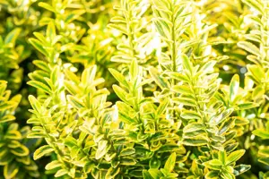 Euonymus j. 'Micro. Aureovariegatus' - P9 - image 3