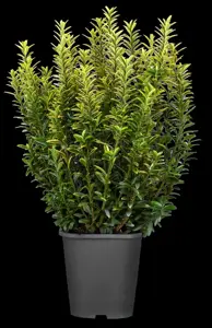 Euonymus j. 'Micro. Aureovariegatus' - 3 Ltr pot - image 4