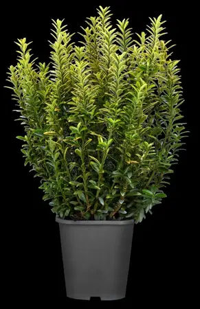 Euonymus j. 'Micro. Aureovariegatus' - P9 - image 4