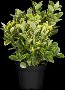 Euonymus j. 'Microphyl. Aureomarginata'