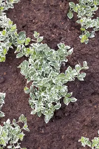 Euonymus jap. 'Albomarginatus' - LINERS 28 CEL TRAY P8 SIZE - image 2