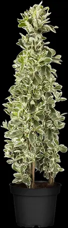 Euonymus jap. 'Albomarginatus' - 3 Ltr pot - image 3