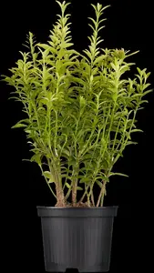 Euonymus jap. 'Annie's Spring' - 2 Ltr pot - image 3