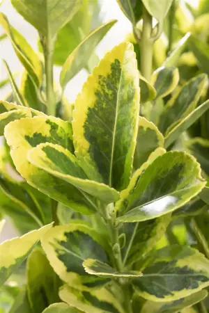 Euonymus jap. 'Aureomarginatus' - 5 Ltr pot - image 3