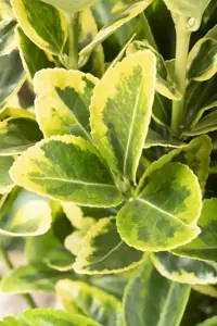 Euonymus jap. 'Aureomarginatus' - 5 Ltr pot - image 4
