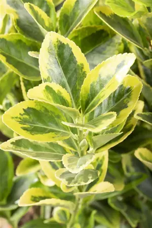Euonymus jap. 'Aureomarginatus' - 5 Ltr pot - image 5