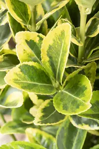 Euonymus jap. 'Aureomarginatus' - 10 Ltr pot - image 4