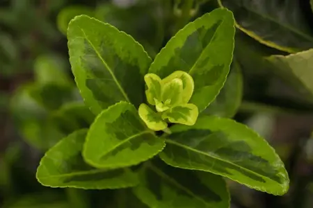 Euonymus jap. 'Aureomarginatus' - P13 - image 2