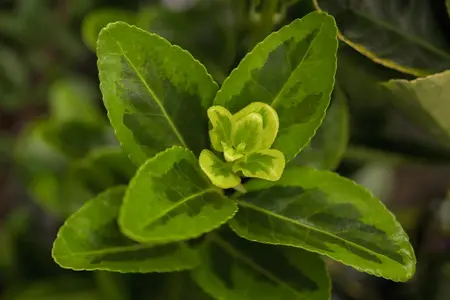 Euonymus jap. 'Aureomarginatus' - 10 Ltr pot - image 2