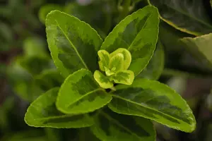 Euonymus jap. 'Aureomarginatus' - 20-30 CM C1.5 - image 5